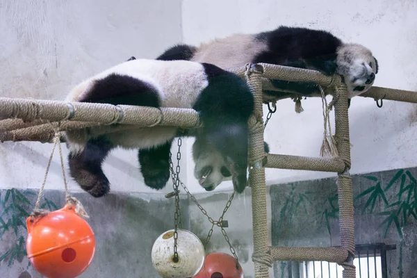 Los Pandas Gigantes Chengjiu Frontales Shuanghao Duermen Puesto Madera Sala — Foto de Stock