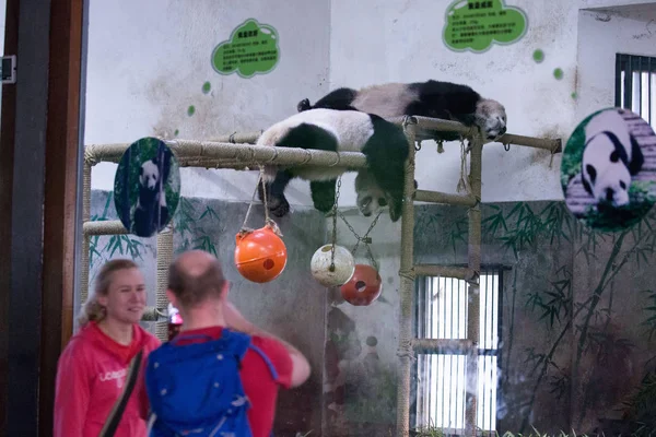 Turistas Estrangeiros Olham Para Pandas Gigantes Chengjiu Frente Shuanghao Dormindo — Fotografia de Stock