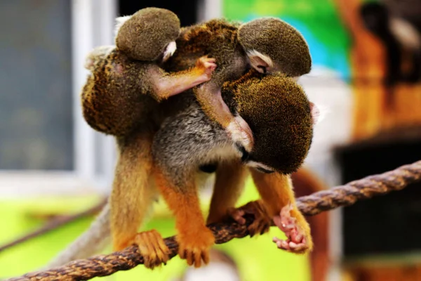 Macaco Esquilo Fêmea Carregando Seu Bebê Filhote Macaco Abandonado Por — Fotografia de Stock