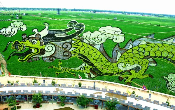 Uma Pintura Arroz Paddy Chamada Soaring Dragon Field Está Exibição — Fotografia de Stock
