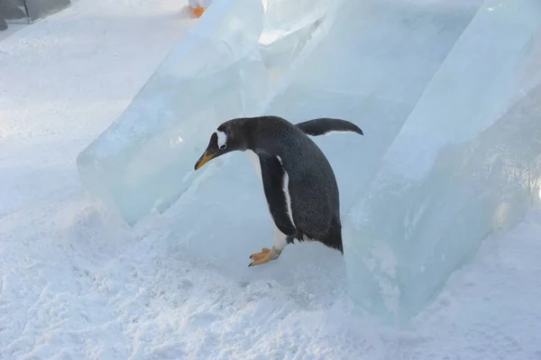 Pingüino Prueba Deslizamiento Hielo Aire Libre Harbin Polarland Ciudad Harbin — Foto de Stock