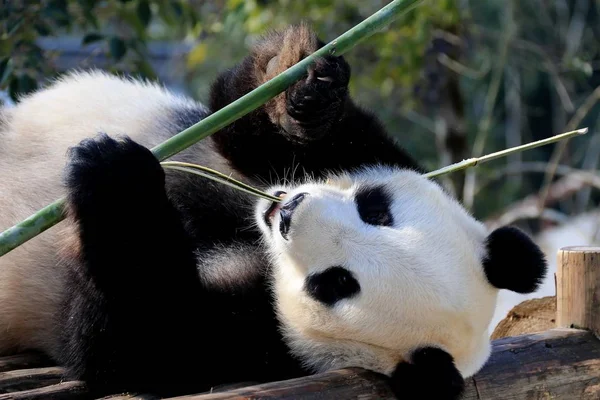 Ein Riesiger Panda Frisst Ökologischen Paradies Des Huangshan Panda Der — Stockfoto
