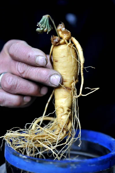 Aldeano Chino Chai Jiquan Muestra Brote Verde Cultivado Partir Una — Foto de Stock