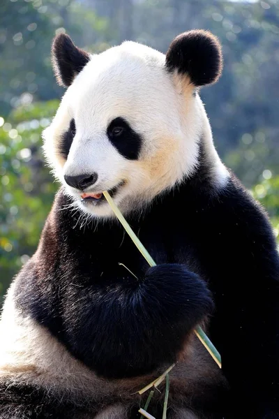 Giant Panda Eats Bamboo Wooden Stand Sunshine Huangshan Panda Ecological — Stock Photo, Image