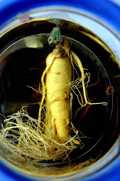 Vista Botão Verde Cultivado Partir Uma Raiz Ginseng Que Tinha — Fotografia de Stock