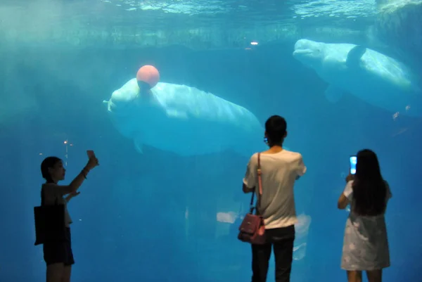 Visitantes Tiram Fotos Uma Baleia Branca Brincando Com Balão Vermelho — Fotografia de Stock