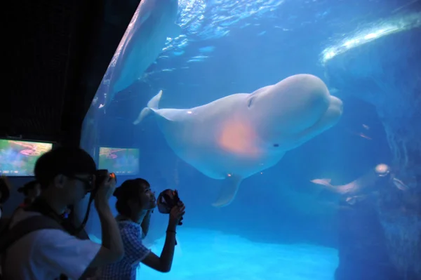 Visitantes Tiram Fotos Uma Baleia Branca Brincando Com Balão Vermelho — Fotografia de Stock