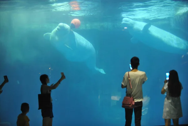 中国の湖北省の武漢市にある Haichang 極地海洋公園で赤い風船で遊んでいる白いクジラの写真を撮り 6月22日2017 — ストック写真