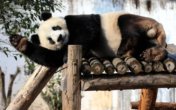 Panda Géant Trouve Sur Stand Bois Sous Soleil Huangshan Panda — Photo