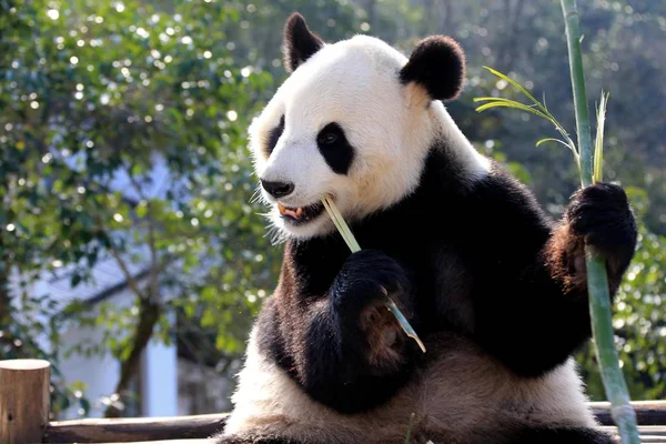 Giant Panda Eats Bamboo Wooden Stand Sunshine Huangshan Panda Ecological — Stock Photo, Image