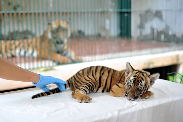 Cuidador Del Zoológico Encarga Cachorro Tigre Del Sur China Zoológico —  Fotos de Stock
