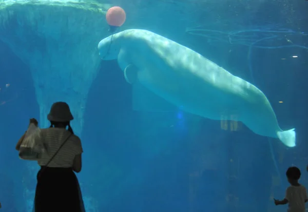 Les Visiteurs Prennent Des Photos Une Baleine Blanche Jouant Avec — Photo