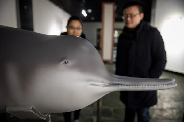 Ansicht Des Gedruckten Männlichen Yangtse Flussdelphins Oder Baiji Lipotes Vexillifer — Stockfoto