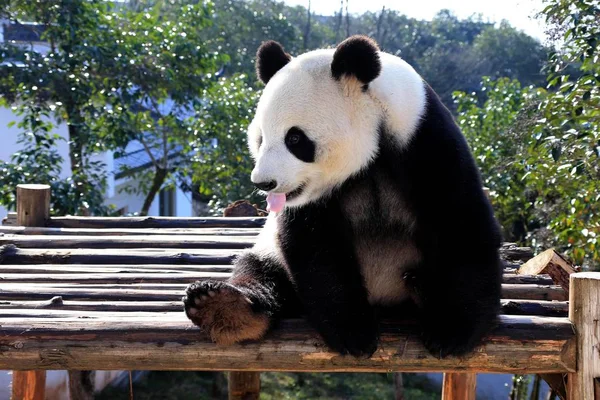 Ein Riesiger Panda Reagiert Auf Einem Hölzernen Stand Unter Der — Stockfoto