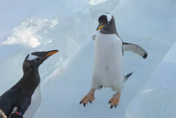 Pinguins Tentar Deslizamento Gelo Livre Harbin Polarland Cidade Harbin Nordeste — Fotografia de Stock