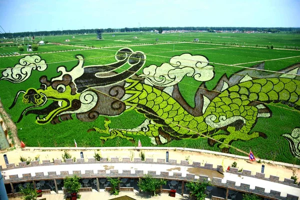 Uma Pintura Arroz Paddy Chamada Soaring Dragon Field Está Exibição — Fotografia de Stock