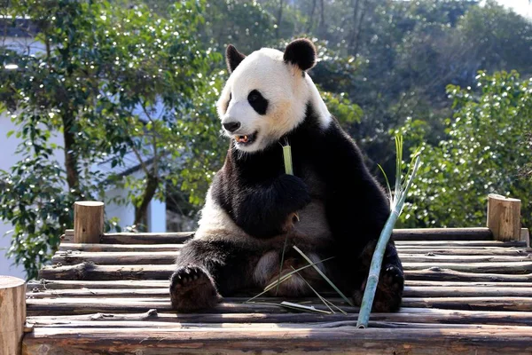 Panda Gigante Come Bambu Posto Madeira Sob Sol Huangshan Panda — Fotografia de Stock