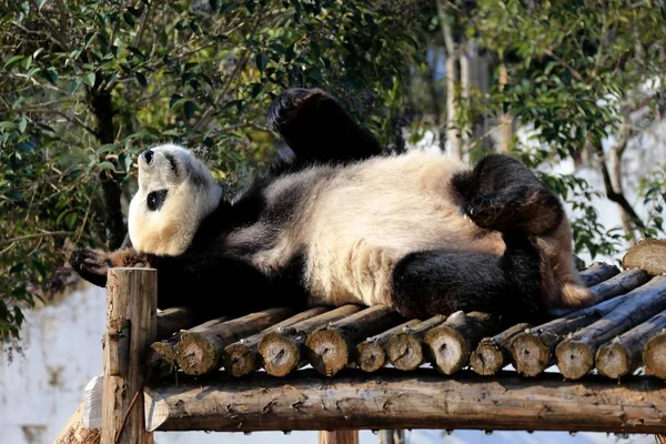 Gigantyczna Panda Leży Drewnianym Stoisku Pod Słońcem Huangshan Panda Ekologiczny — Zdjęcie stockowe