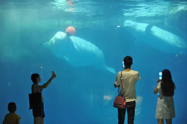 Bezoekers Nemen Foto Van Een Witte Walvis Spelen Met Een — Stockfoto