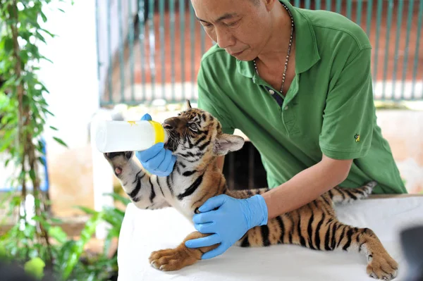 Cuidador Del Zoológico Alimenta Cachorro Tigre Del Sur China Zoológico —  Fotos de Stock