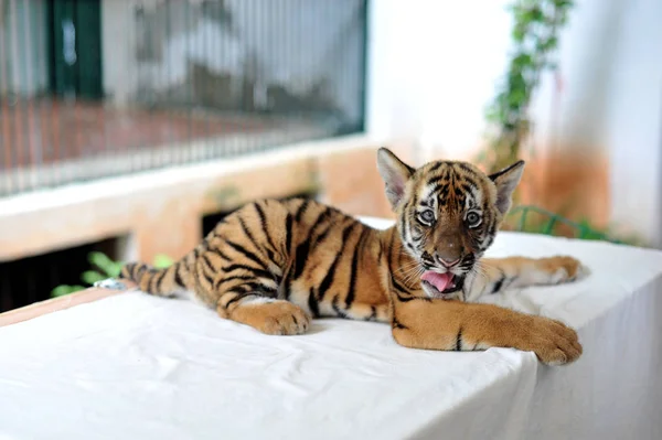 Cachorro Tigre Del Sur China Representa Zoológico Guangzhou Ciudad Guangzhou —  Fotos de Stock