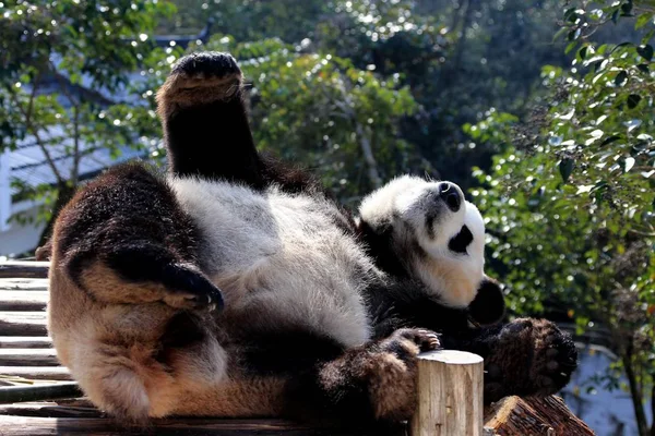 Гигантская Панда Лежит Деревянной Стойке Солнцем Экологическом Раю Хуаншань Панда — стоковое фото