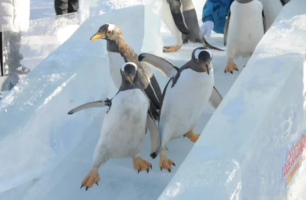 Pinguins Tentar Deslizamento Gelo Livre Harbin Polarland Cidade Harbin Nordeste — Fotografia de Stock