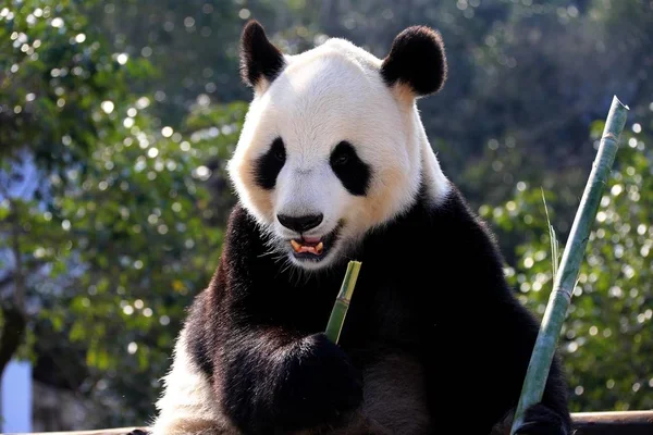 Panda Gigante Come Bambú Puesto Madera Bajo Sol Paraíso Ecológico —  Fotos de Stock