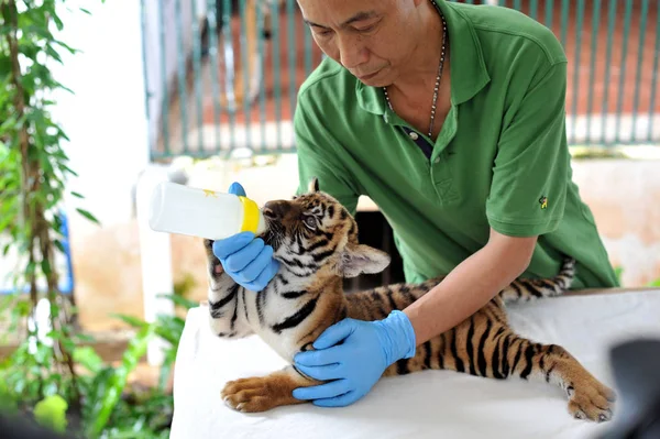 Cuidador Del Zoológico Alimenta Cachorro Tigre Del Sur China Zoológico —  Fotos de Stock