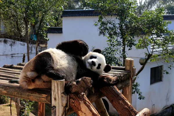 在中国东部安徽省黄山市黄山熊猫生态天堂 一只大熊猫躺在阳光下的木架上 — 图库照片