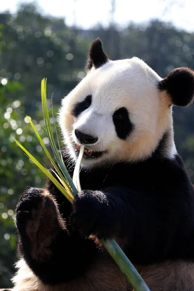 Panda Gigante Come Bambu Posto Madeira Sob Sol Huangshan Panda — Fotografia de Stock