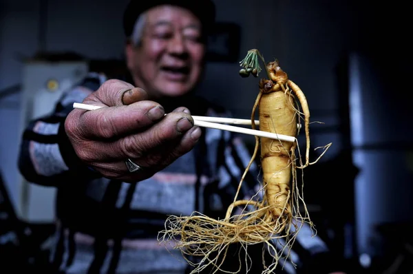 Aldeão Chinês Chai Jiquan Mostra Botão Verde Cultivado Partir Uma — Fotografia de Stock