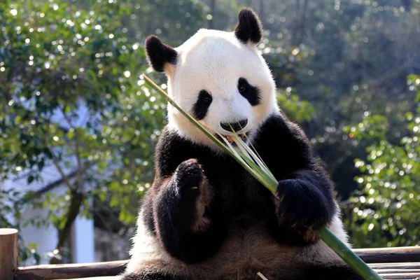 Obrovská Panda Žere Bambus Dřevěném Stojanu Pod Sluncem Huangshan Panda — Stock fotografie
