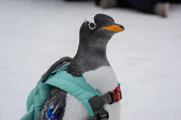 Penguin Carrying Bag Visits 20Th China Harbin Ice Snow World — Stock Photo, Image