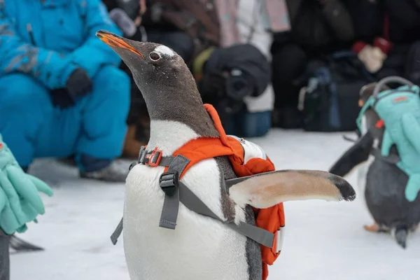 Pingüino Que Lleva Una Bolsa Visita 20Th China Harbin Ice — Foto de Stock