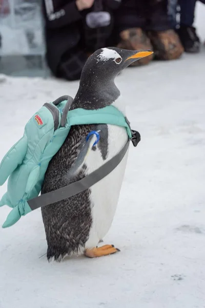 Penguin Carrying Bag Visits 20Th China Harbin Ice Snow World — Stock Photo, Image