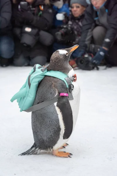 2019年1月13日 一只携带袋子的企鹅在中国东北黑龙江省哈尔滨市参观了第20个中国哈尔滨冰雪世界 — 图库照片