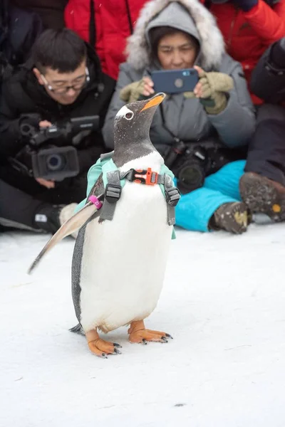 袋を運ぶペンギン訪問 中国ハルビン氷と雪の世界 2019 2019 日中国北東部の黒龍江省ハルビン市 — ストック写真