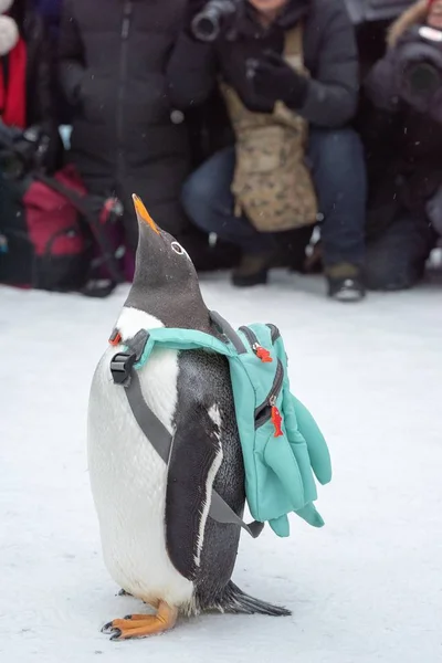 Pinguin Care Transportă Geantă Vizitează China Harbin Ice Snow World — Fotografie, imagine de stoc