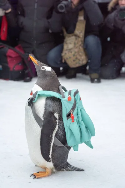 Pinguim Carregando Saco Visita 20Th China Harbin Ice Snow World — Fotografia de Stock