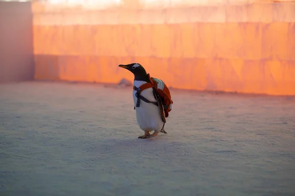 Ein Pinguin Mit Einer Tasche Besucht Die Chinesische Eis Und — Stockfoto