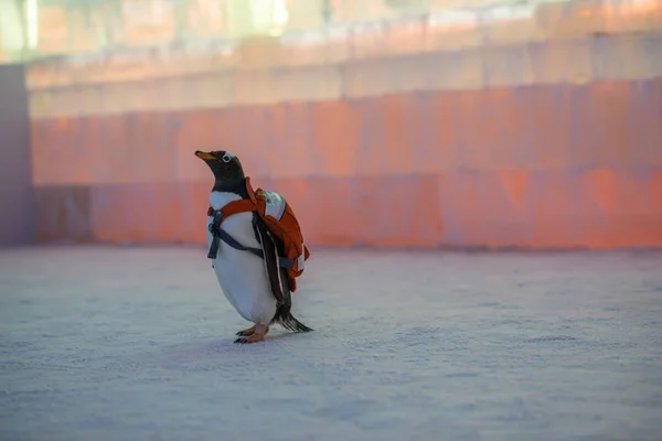 Pingüino Que Lleva Una Bolsa Visita 20Th China Harbin Ice — Foto de Stock