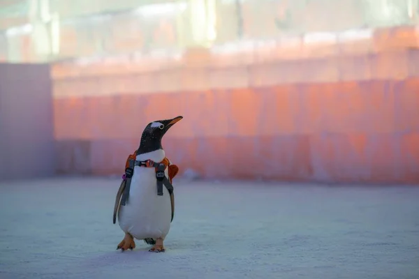 Pinguino Che Trasporta Una Borsa Visita 20Esima Cina Harbin Ice — Foto Stock