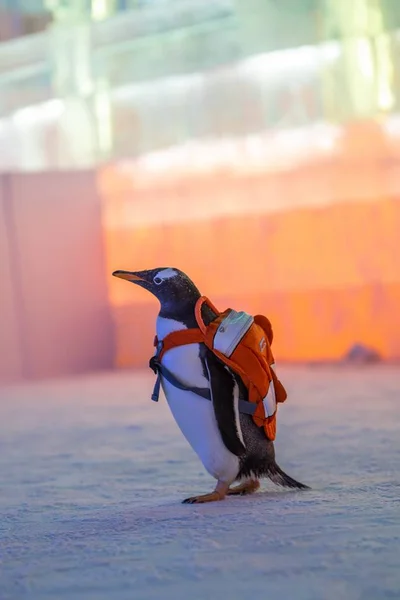 Pinguim Carregando Saco Visita 20Th China Harbin Ice Snow World — Fotografia de Stock