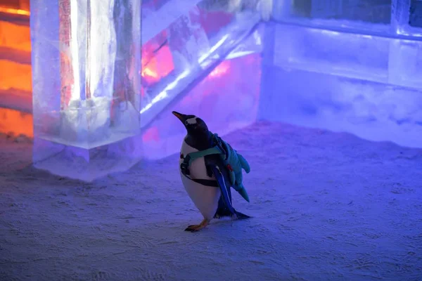 Pinguino Che Trasporta Una Borsa Visita 20Esima Cina Harbin Ice — Foto Stock