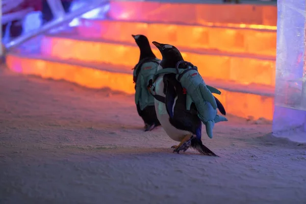 Pinguine Mit Taschen Besuchen Die Chinesische Eis Und Schneewelt 2019 — Stockfoto