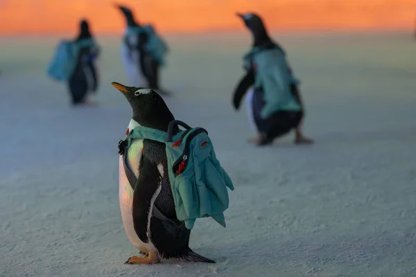 Pinguins Levando Sacos Visitar 20Th China Harbin Ice Snow World — Fotografia de Stock