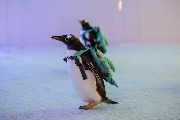 Los Pingüinos Que Llevan Bolsas Visitan 20º Harbin Ice Snow — Foto de Stock
