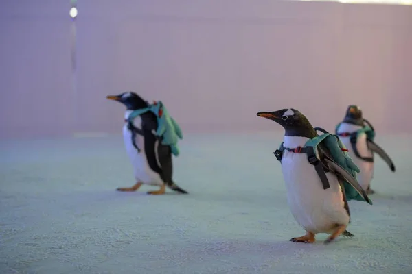 Pingwiny Niosąc Torby Odwiedź Chiny Harbin Lodu Śniegu Świecie 2019 — Zdjęcie stockowe