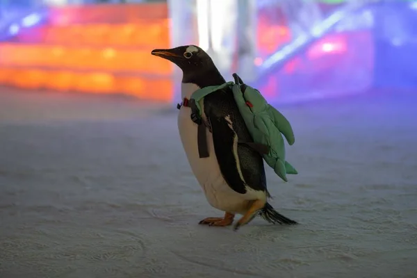 Ein Pinguin Mit Einer Tasche Besucht Die Chinesische Eis Und — Stockfoto